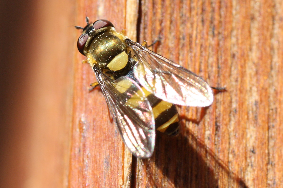 Syrphus sp. ?