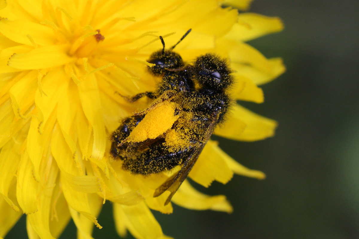 Panurgus sp. (Apidae Andreninae )