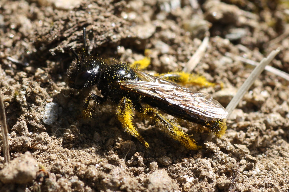 Panurgus sp. (Apidae Andreninae )