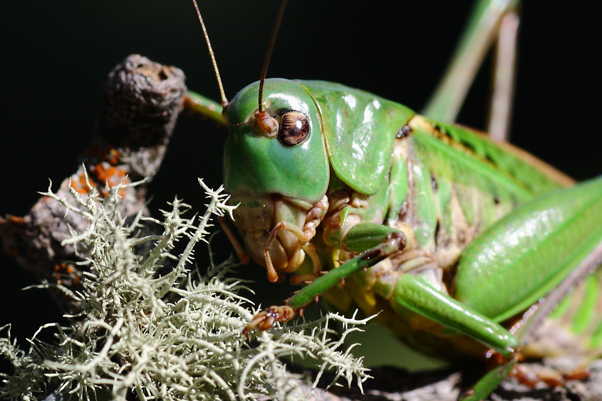 Ritratto di Decticus verrucivorus