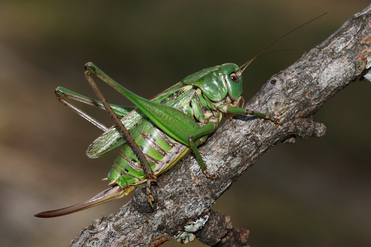 Ritratto di Decticus verrucivorus