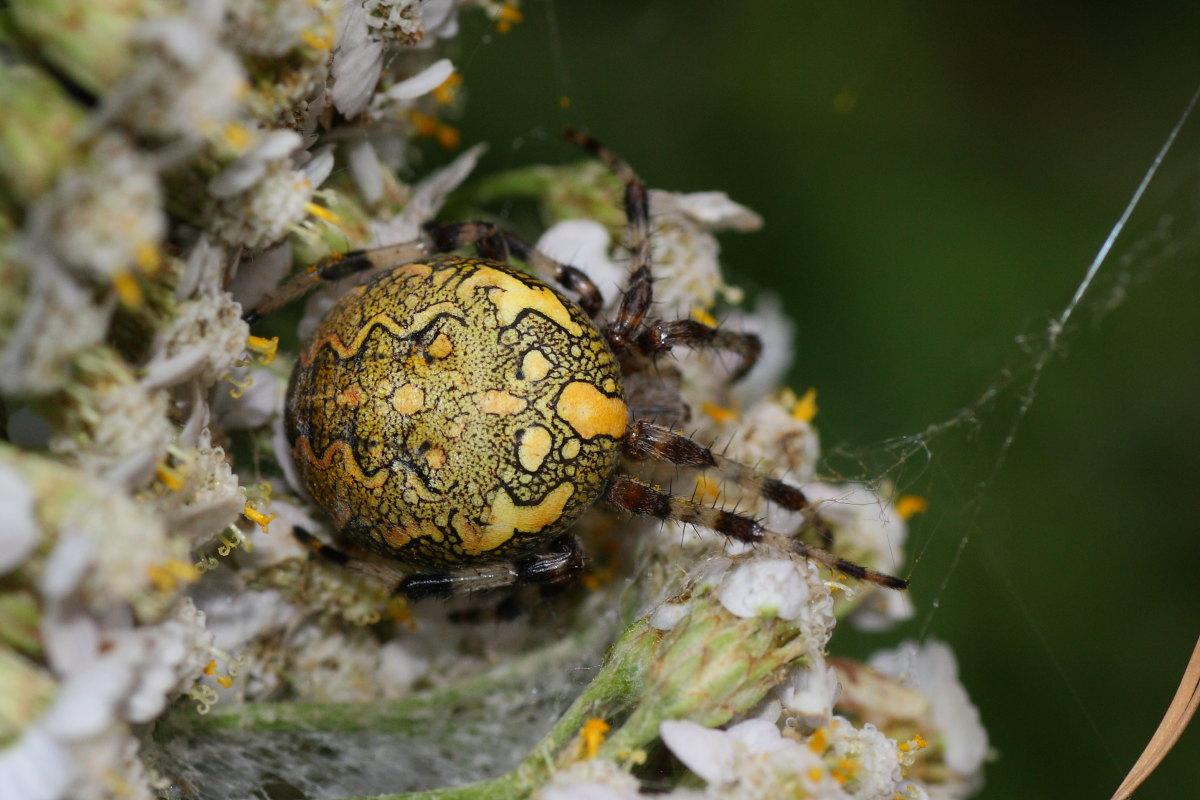 Araneus marmoreus