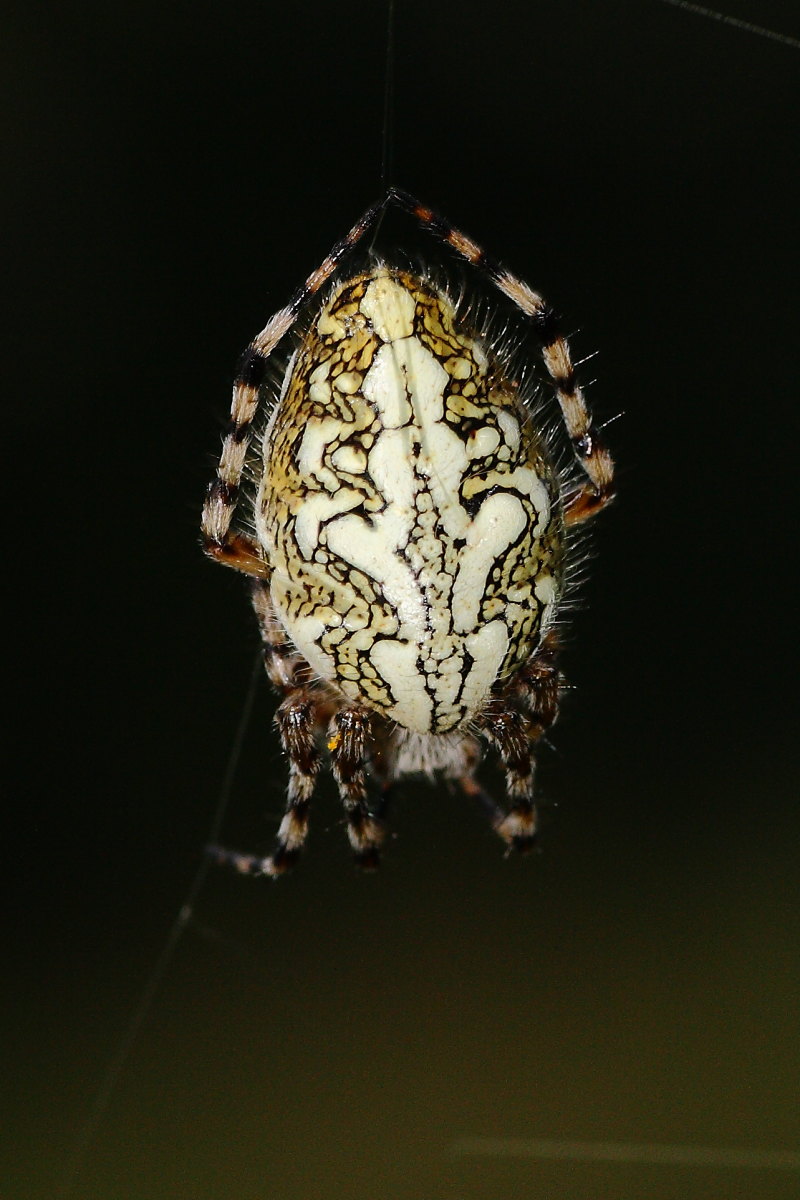 Aculepeira ceropegia