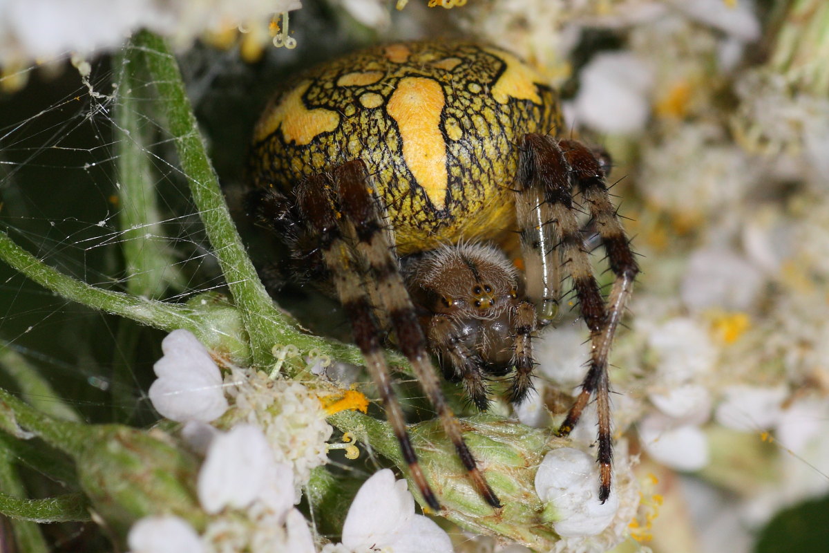 Araneus marmoreus