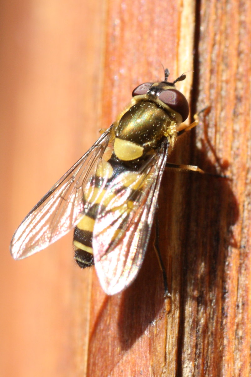 Syrphus sp. ?