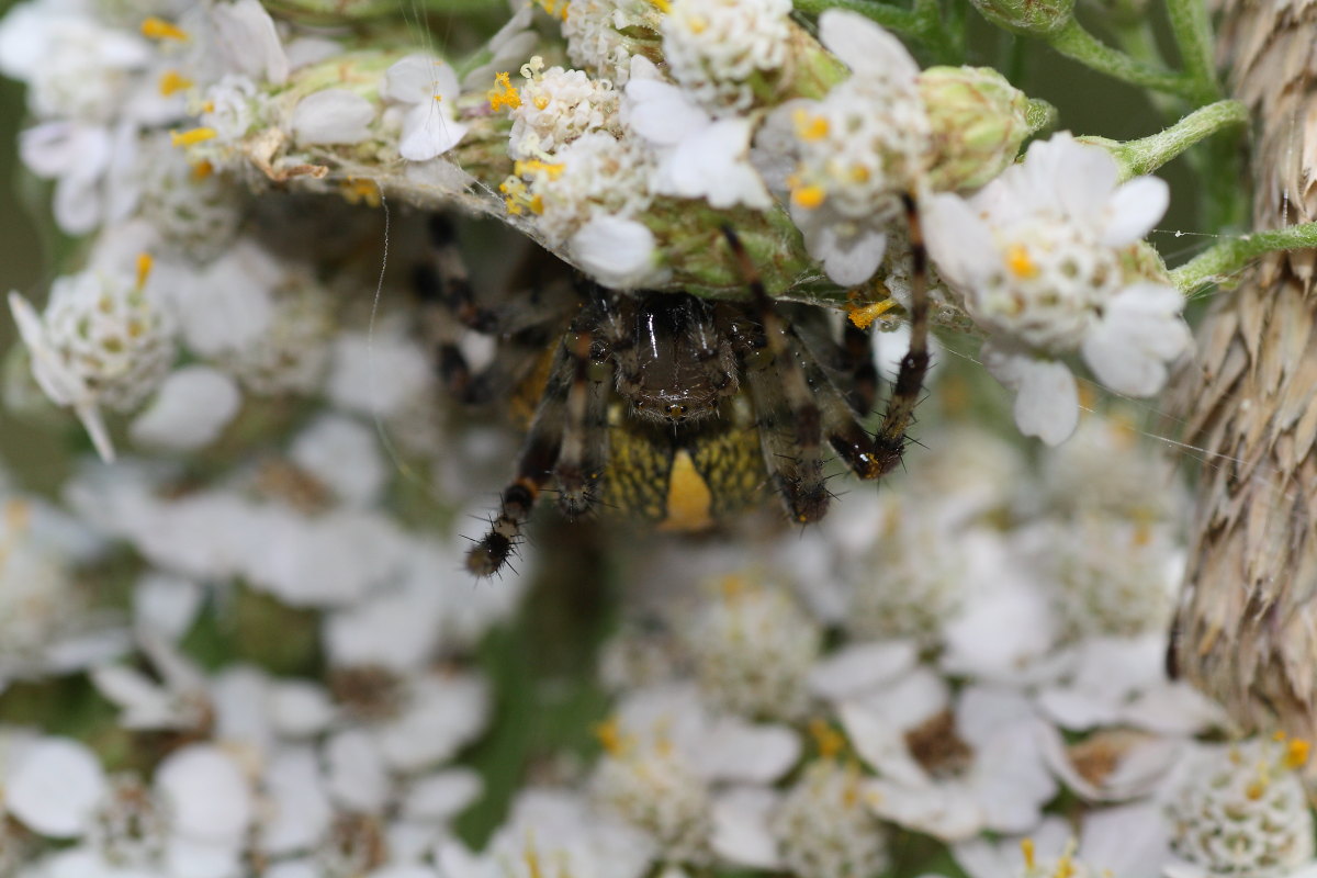 Araneus marmoreus