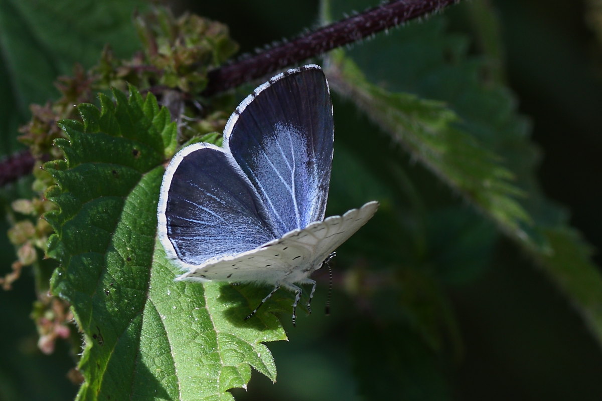 Farfalle della val di Pejo