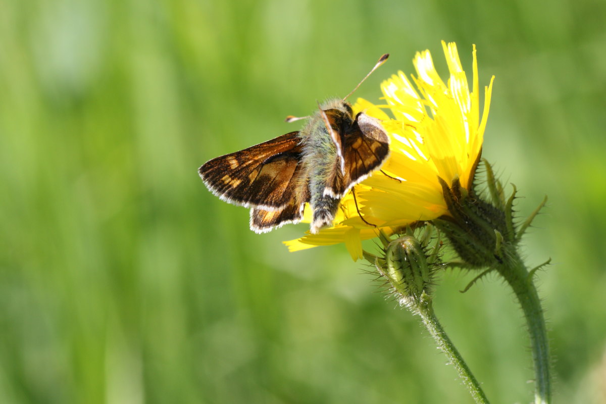 Farfalle della val di Pejo