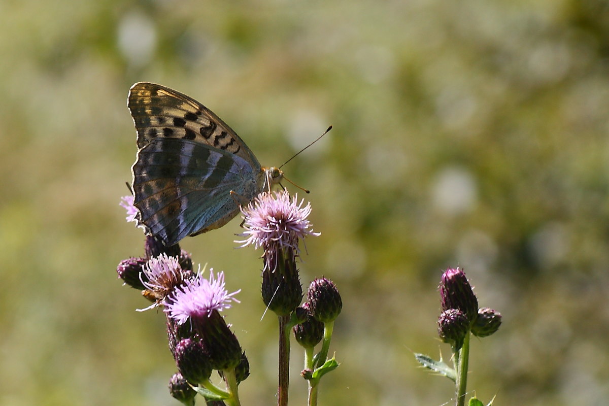 Farfalle della val di Pejo