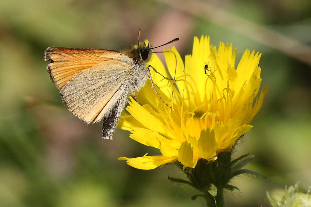 Farfalle della val di Pejo