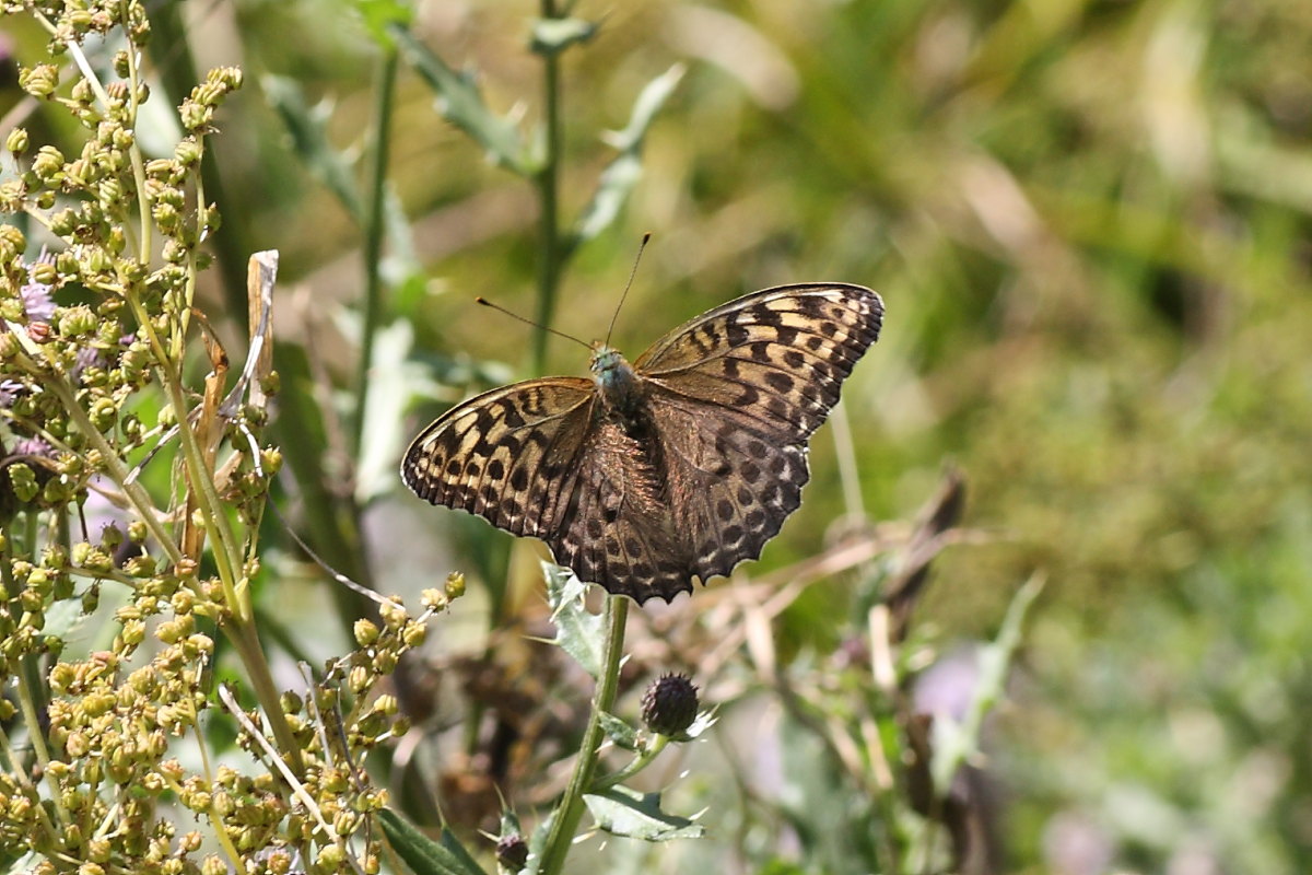 Farfalle della val di Pejo