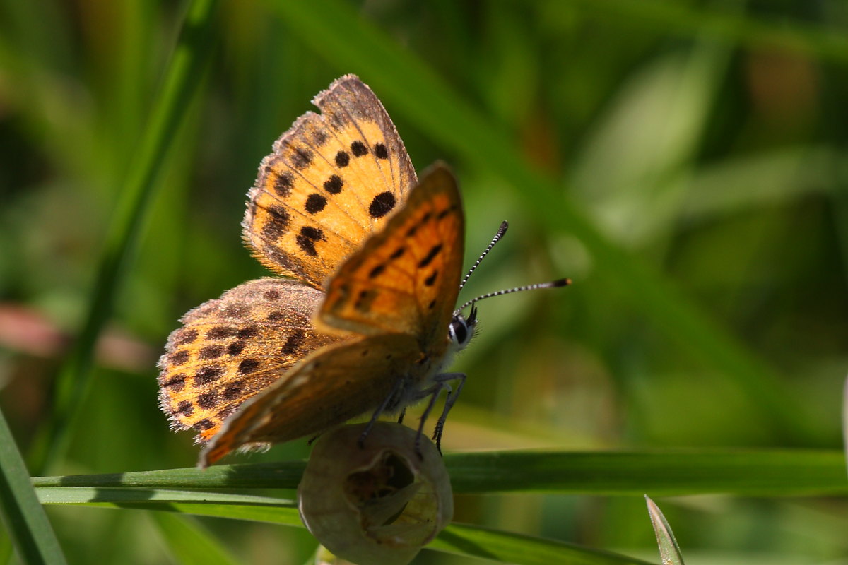 Farfalle della val di Pejo