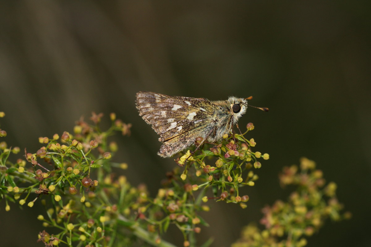 Farfalle della val di Pejo