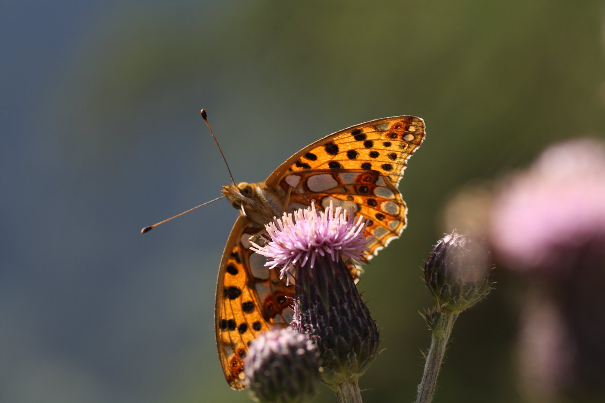 Farfalle della val di Pejo