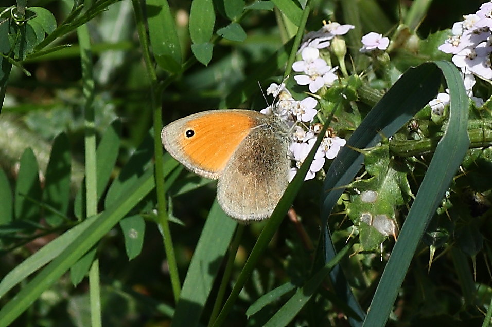 Farfalle della val di Pejo