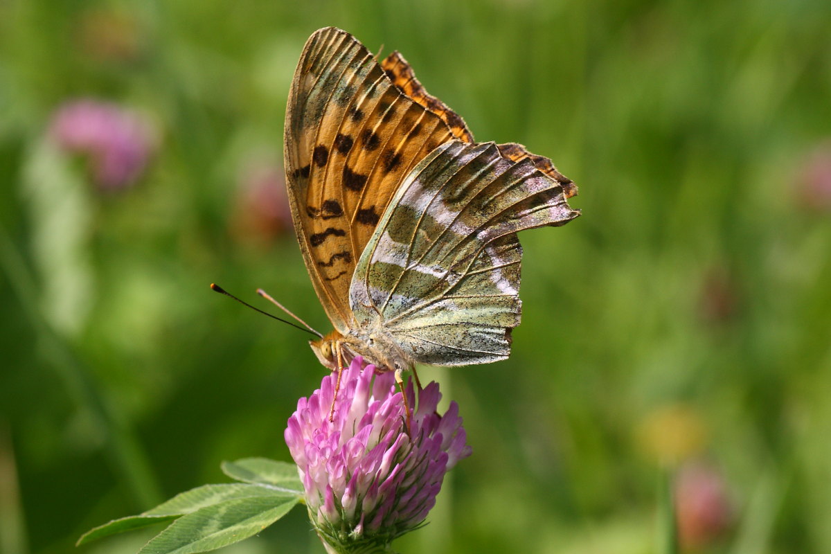 Farfalle della val di Pejo