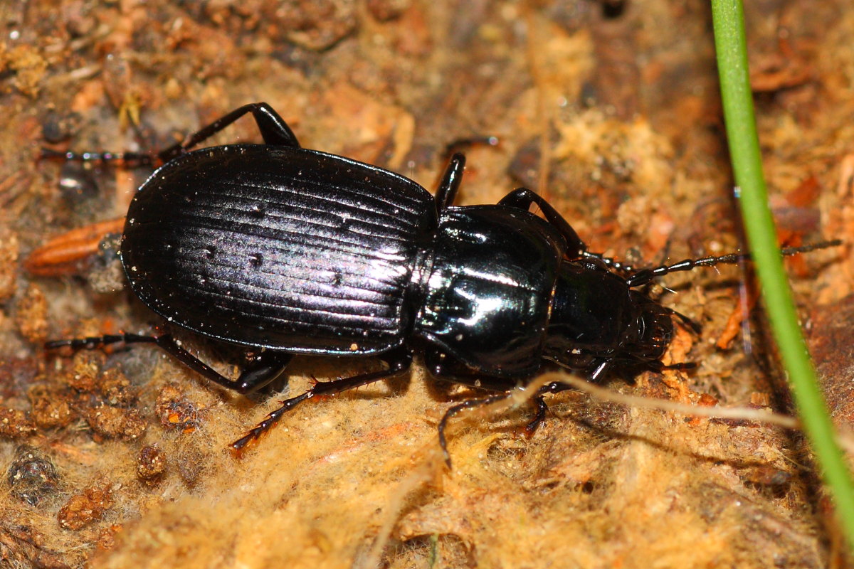 Carabidae da identificare: Pterostichus multipunctatus