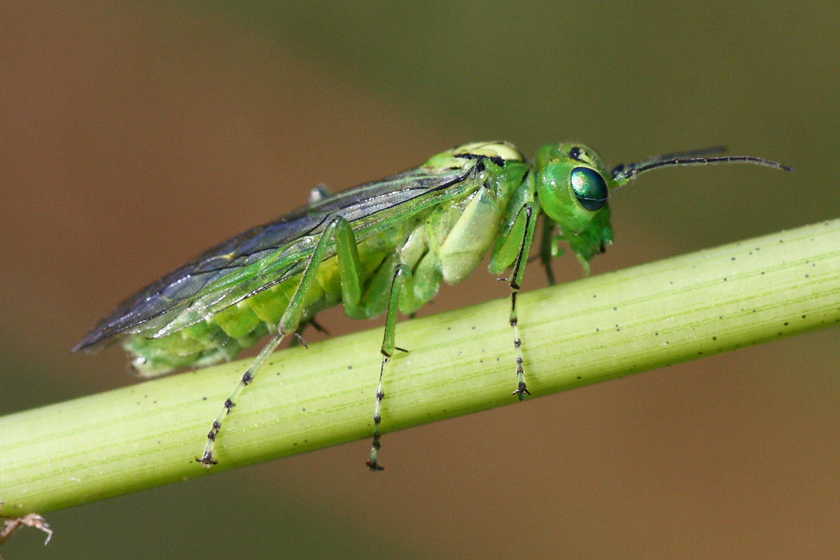 Tenthredinidae da id.: Rhogogaster punctulata