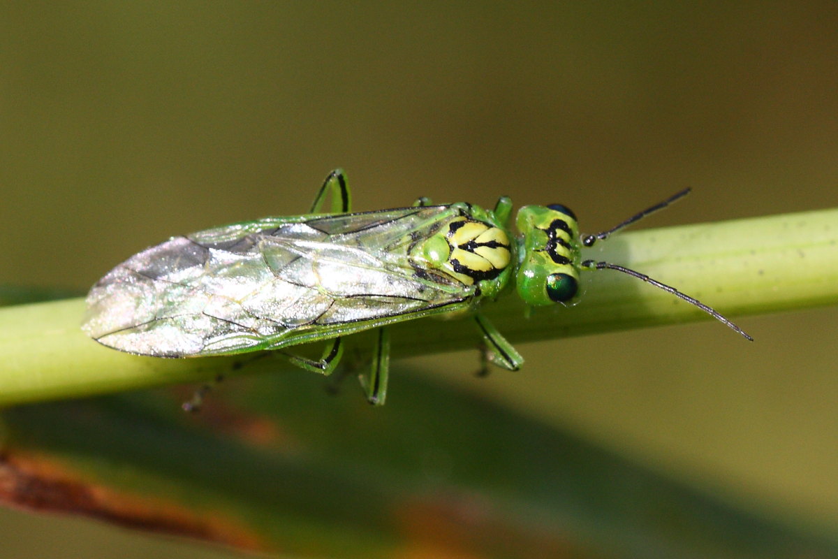 Tenthredinidae da id.: Rhogogaster punctulata