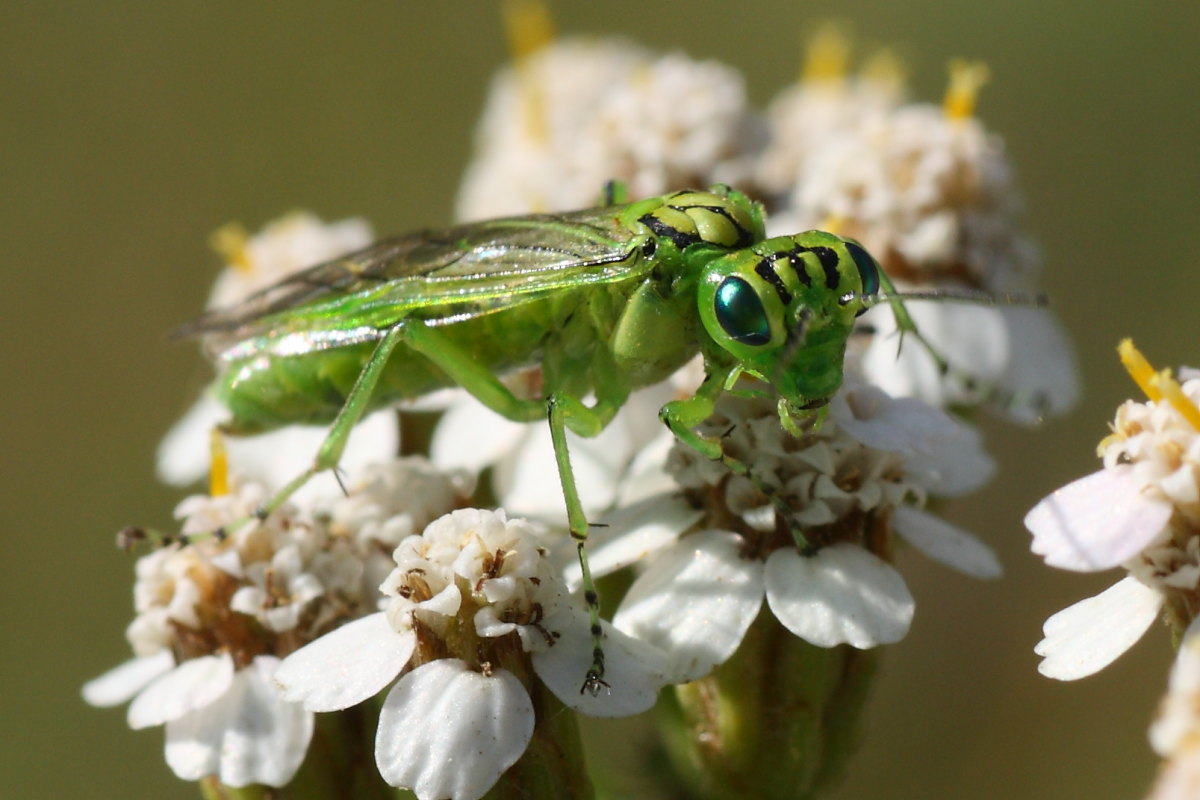 Tenthredinidae da id.: Rhogogaster punctulata