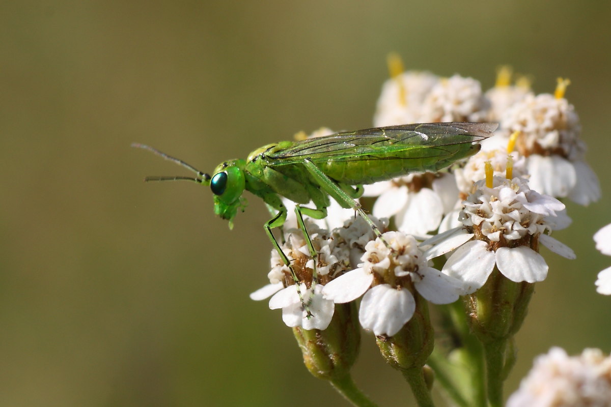 Tenthredinidae da id.: Rhogogaster punctulata