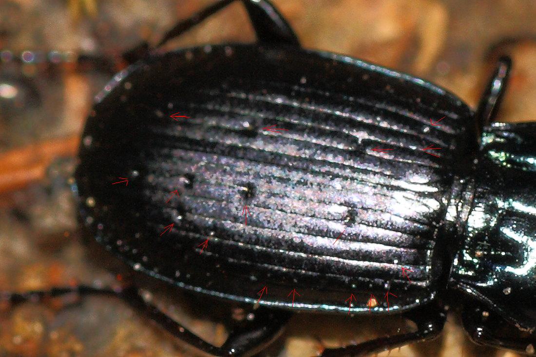 Carabidae da identificare: Pterostichus multipunctatus