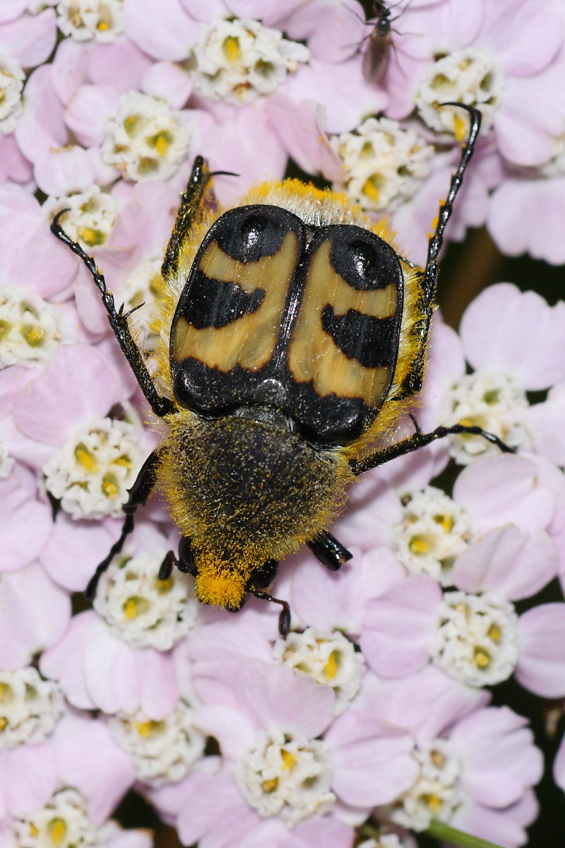 Trichius fasciatus: variabilit e comportamento curioso