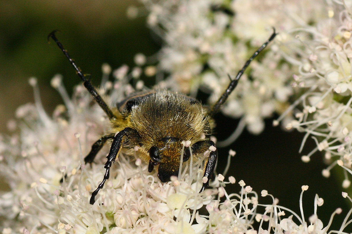 Trichius fasciatus: variabilit e comportamento curioso