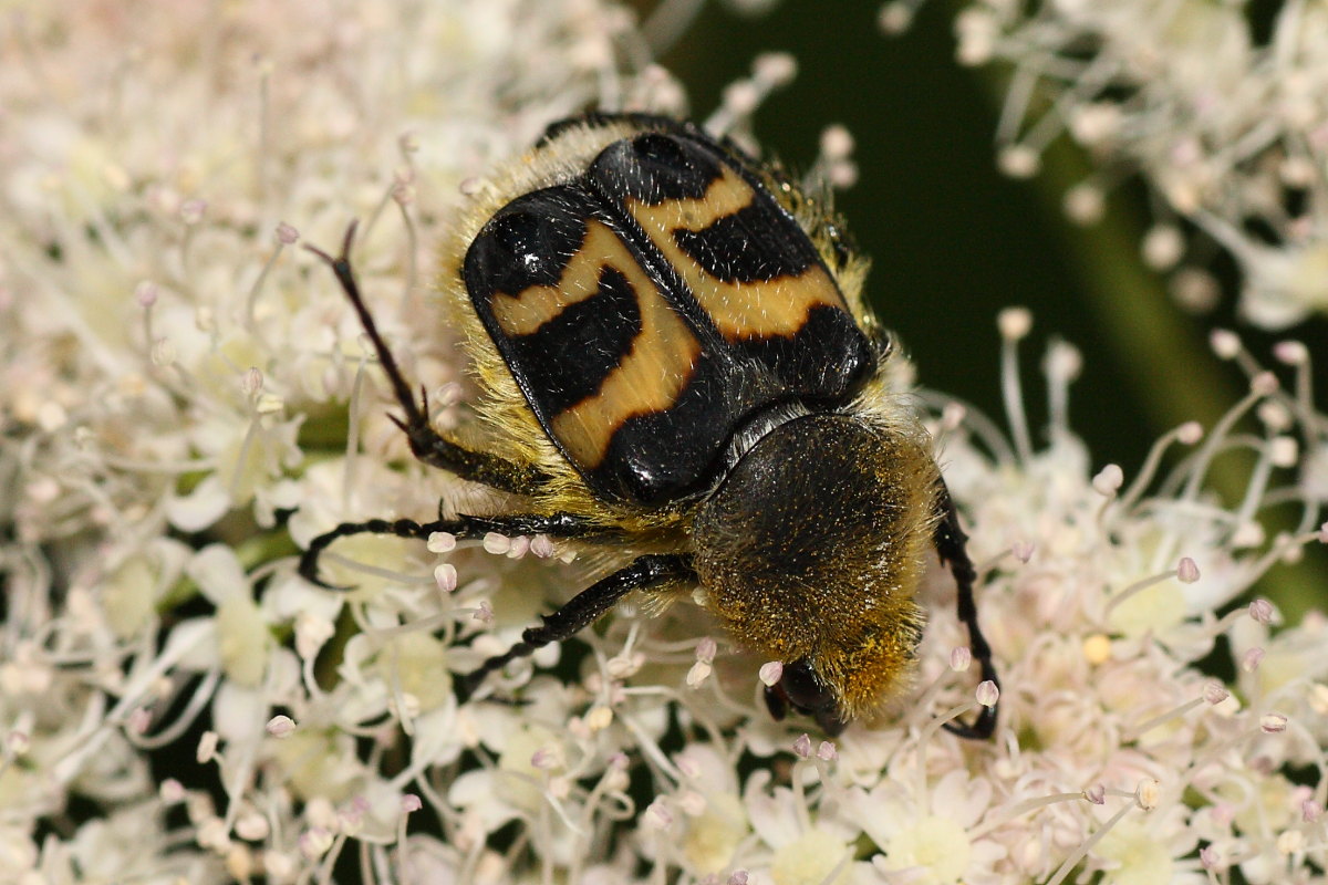 Trichius fasciatus: variabilit e comportamento curioso