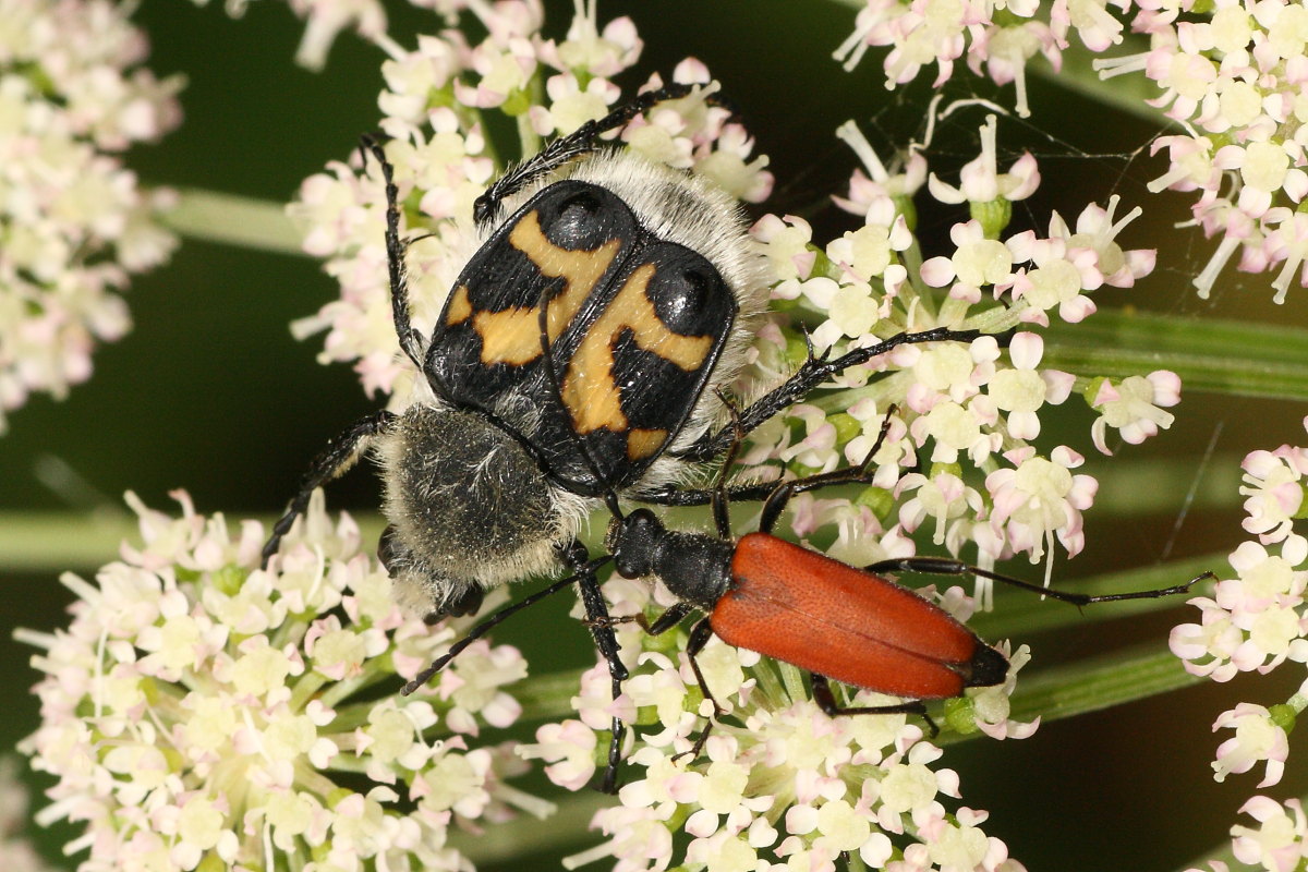 Trichius fasciatus: variabilit e comportamento curioso