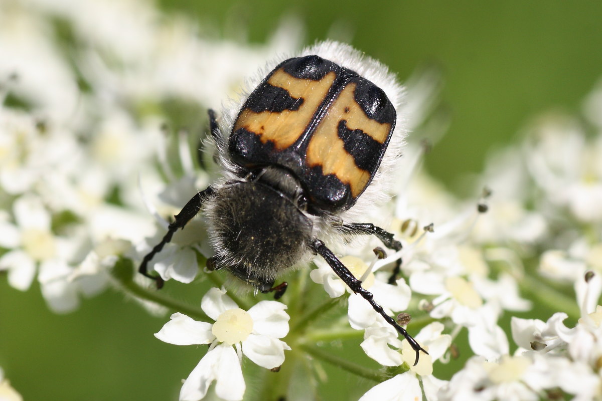 Trichius fasciatus: variabilit e comportamento curioso