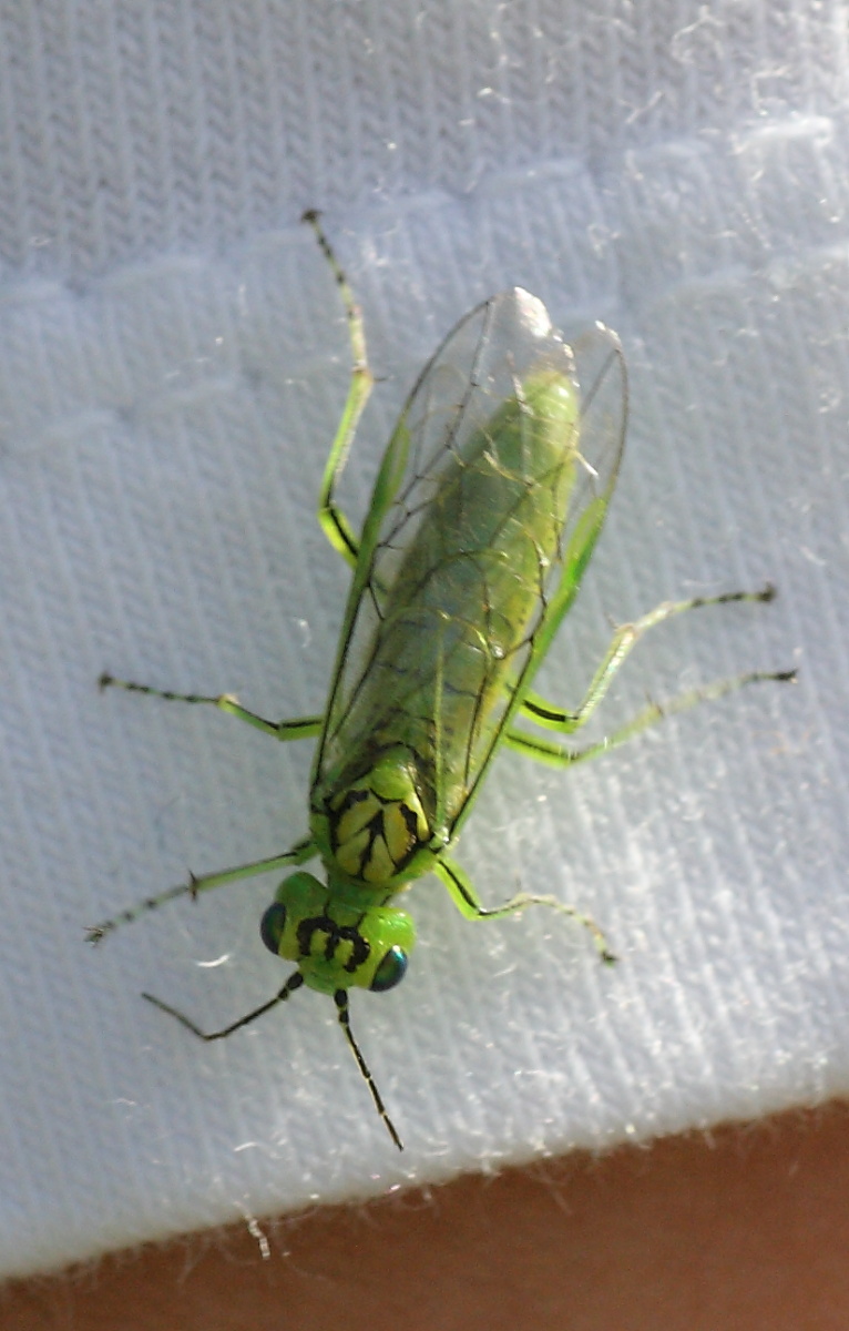 Tenthredinidae da id.: Rhogogaster punctulata