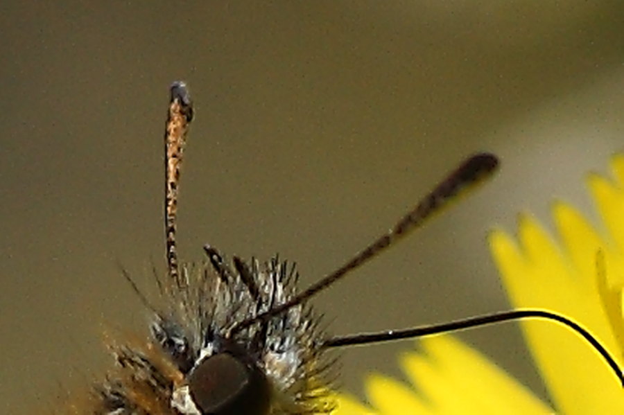 Farfalle della val di Pejo