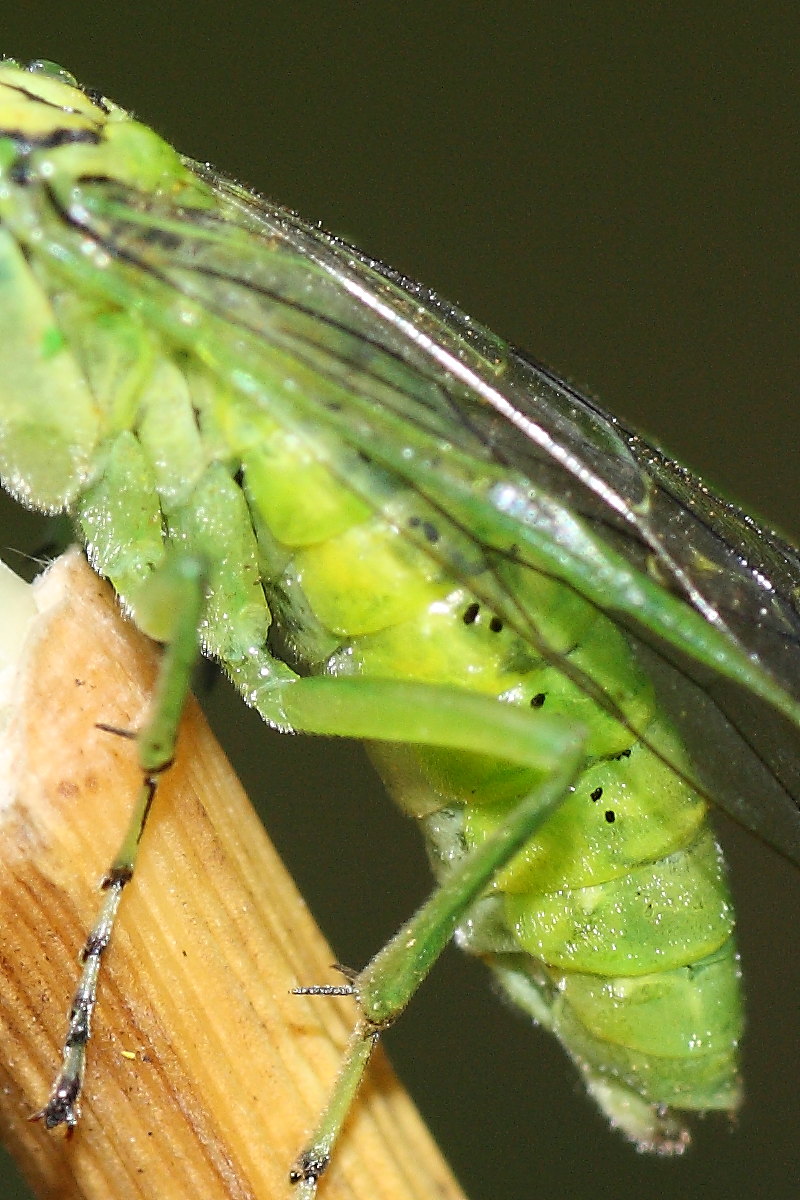 Tenthredinidae da id.: Rhogogaster punctulata