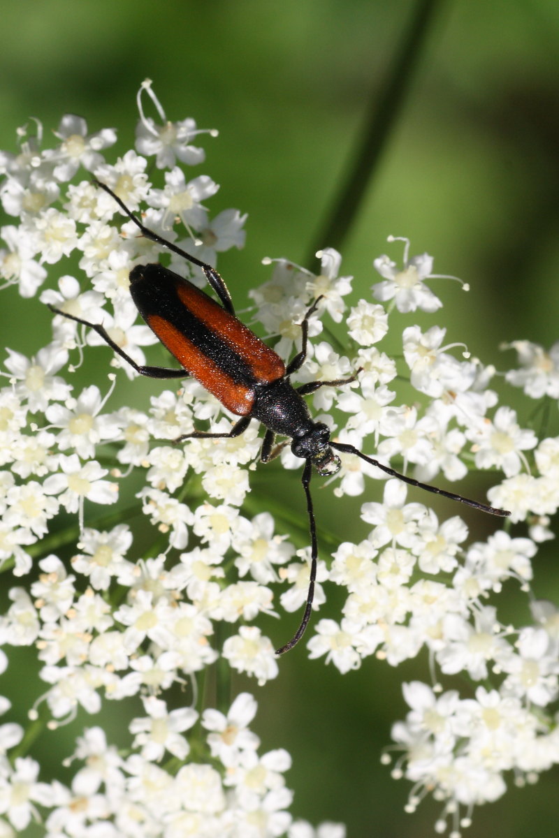 Stenurella melanura ?