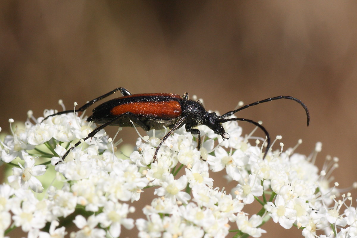 Stenurella melanura ?