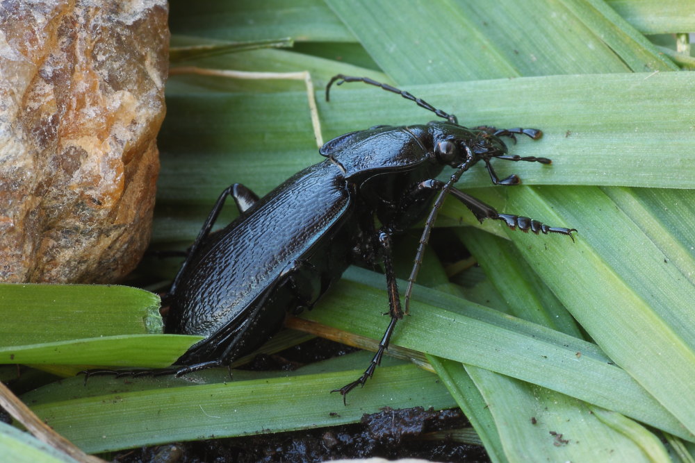 Carabus rossii