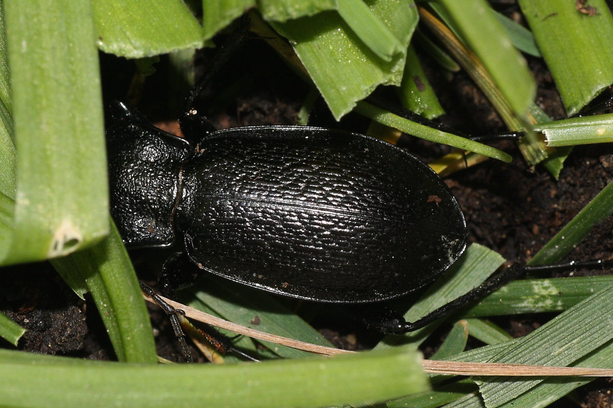 Carabus rossii