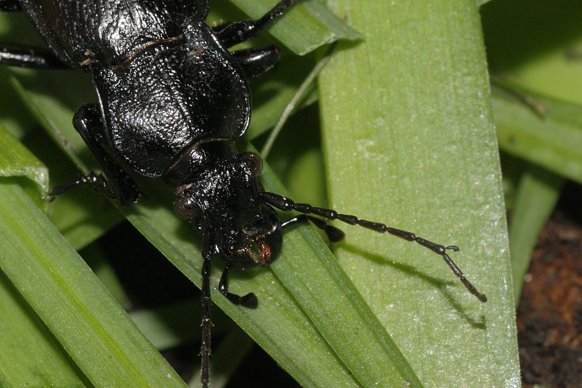 Carabus rossii