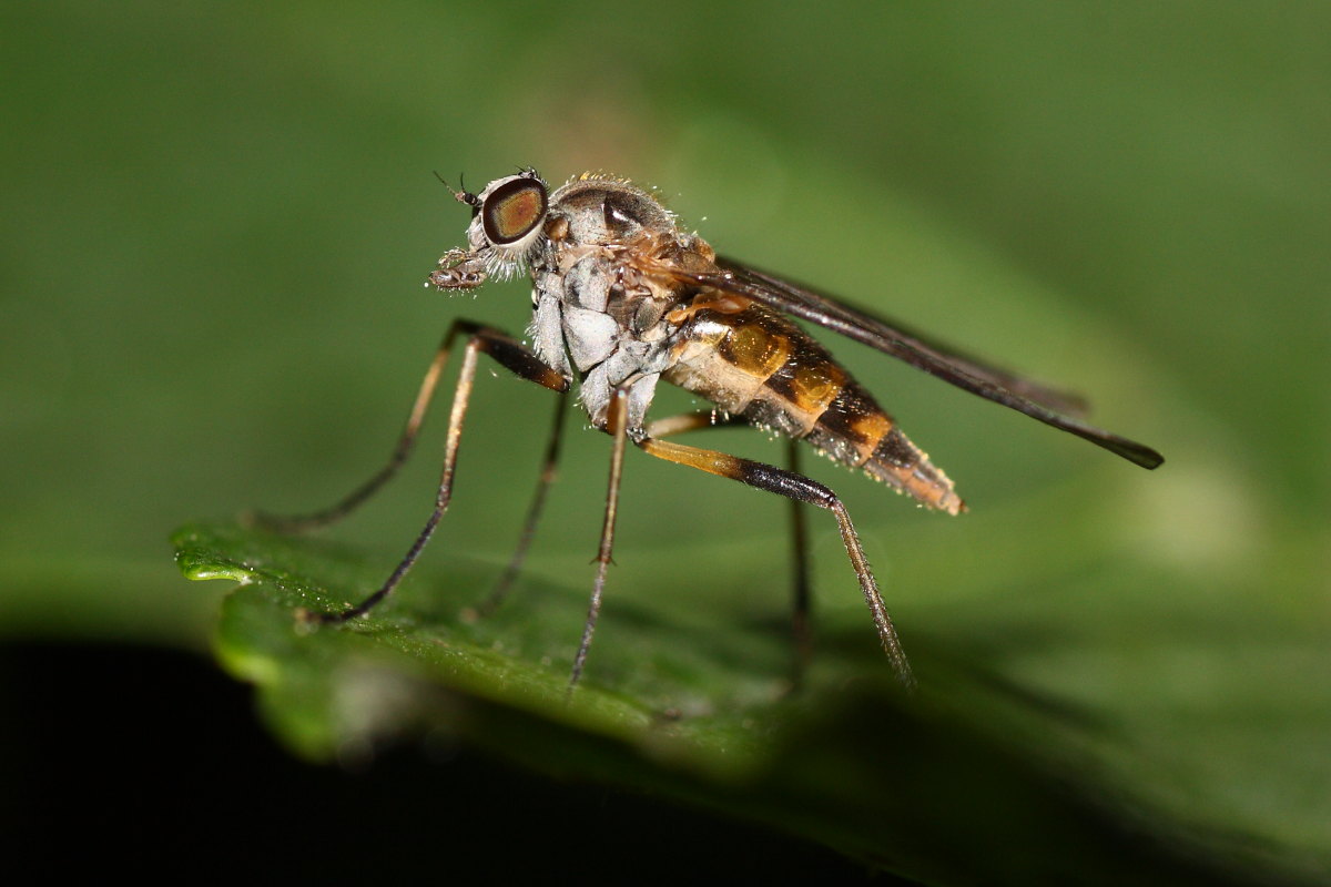 Rhagionidae cf. Rhagio sp.