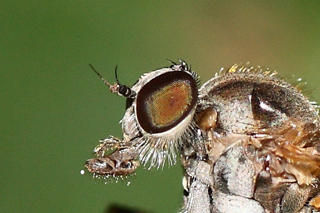 Rhagionidae cf. Rhagio sp.