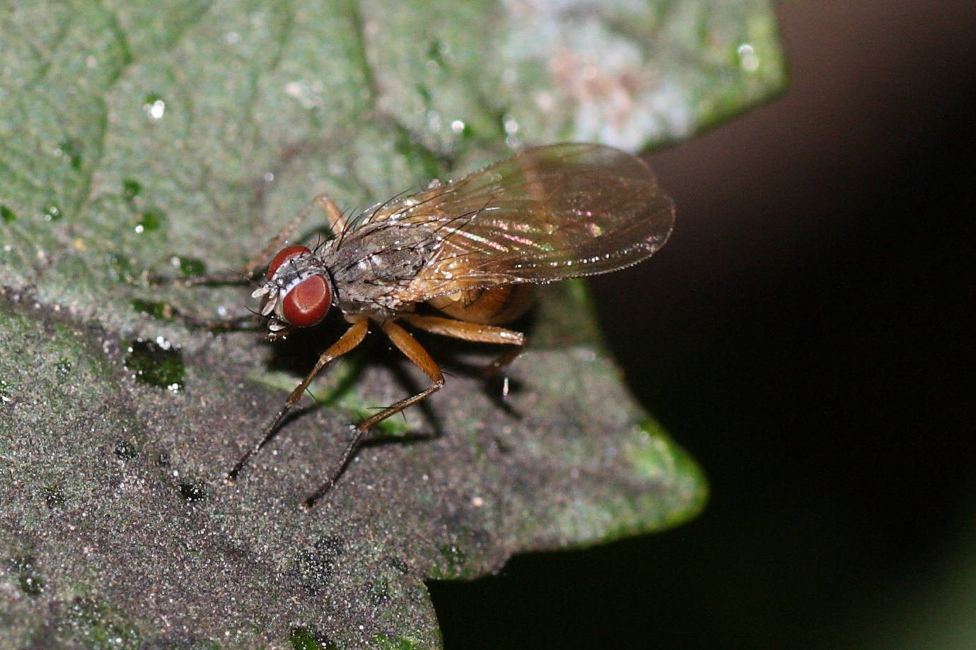 Coenosia sp