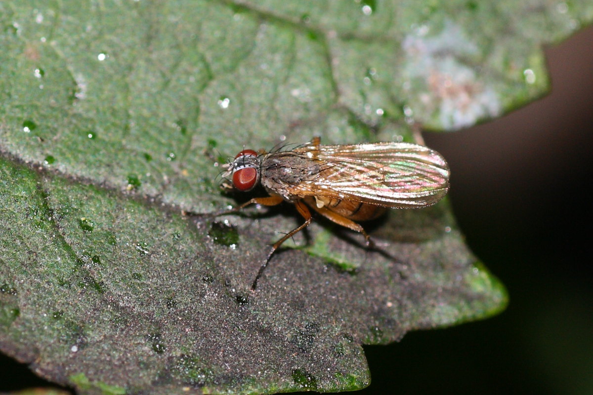 Coenosia sp