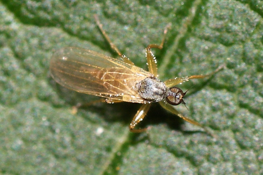 Hybotidae: Platypalpus sp.