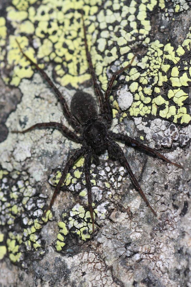 Pardosa sp.