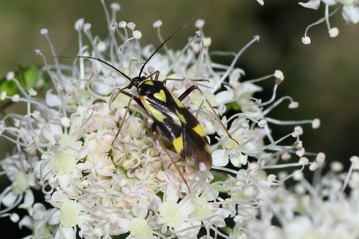 Miridae: Grypocoris sexguttatus del Trentino (TN)