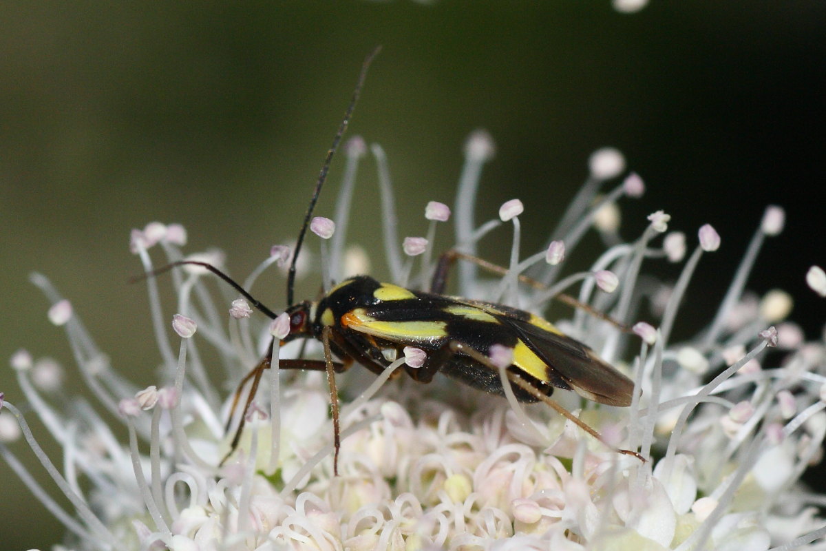 Miridae: Grypocoris sexguttatus del Trentino (TN)