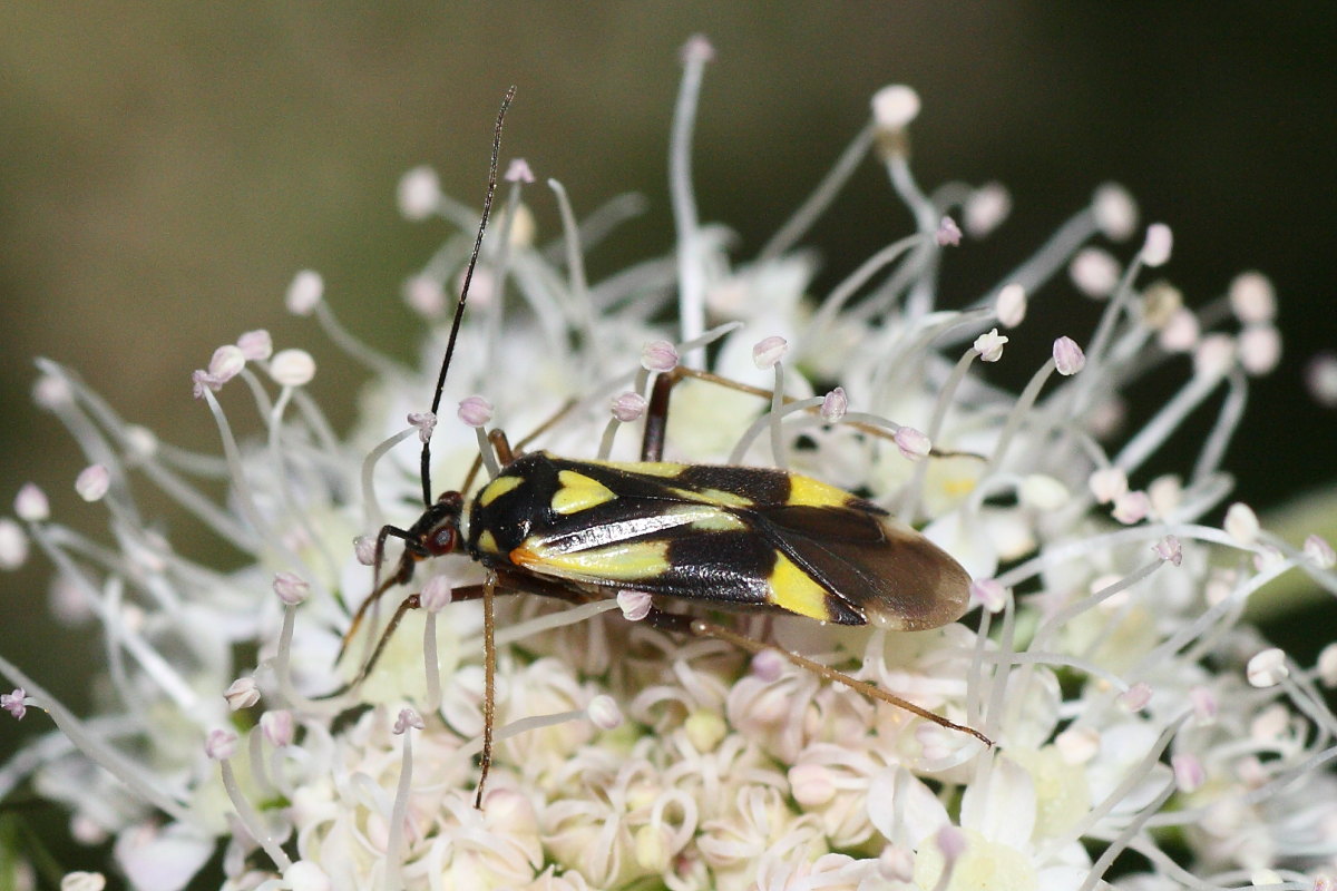 Miridae: Grypocoris sexguttatus del Trentino (TN)