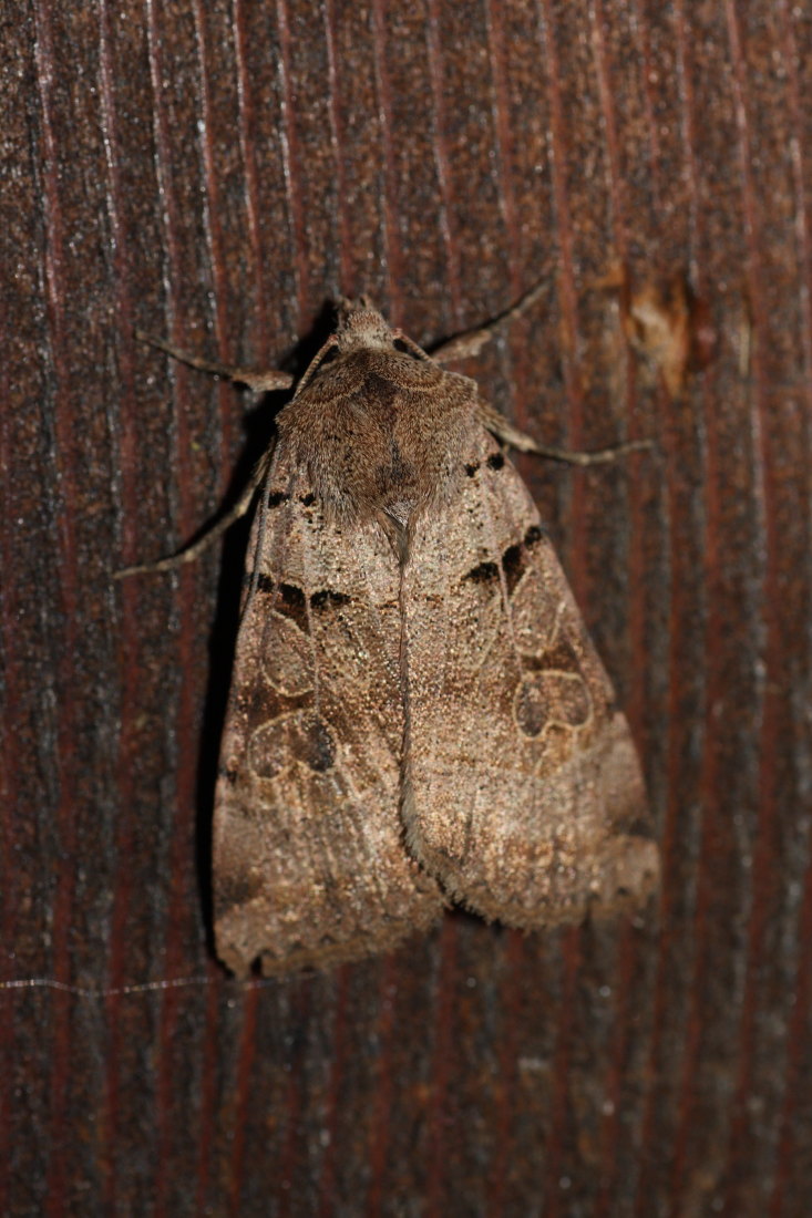 Noctuidae da identificare