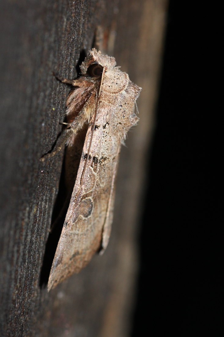 Noctuidae da identificare